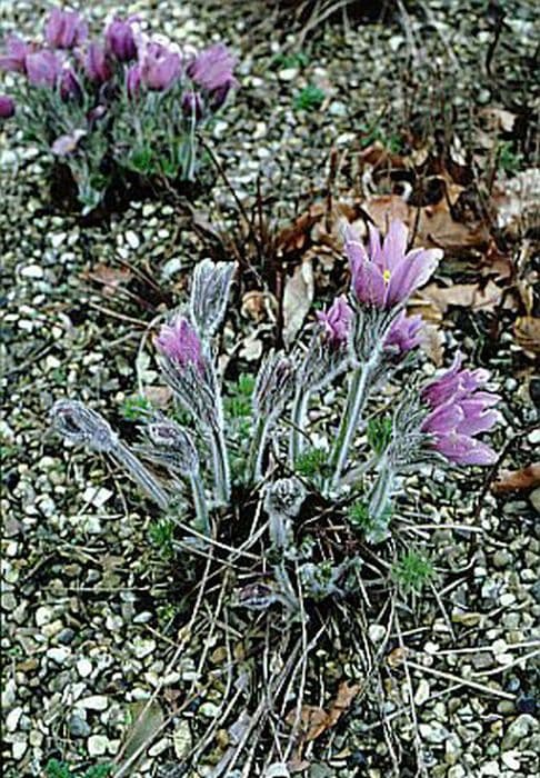 Haller's pasqueflower