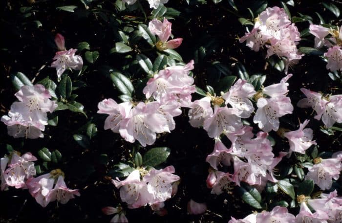 rhododendron 'Cilpinense'