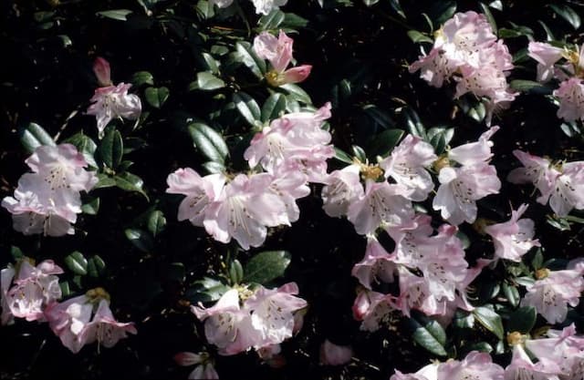 Rhododendron 'Cilpinense'