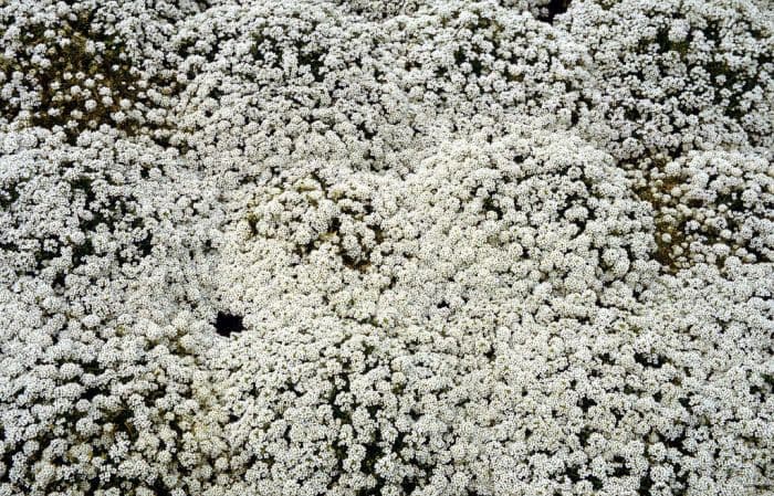 sweet alyssum 'Wonderland White'