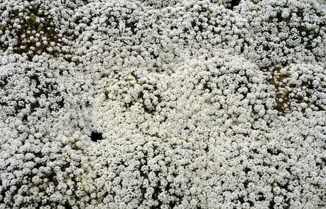 Sweet alyssum 'Wonderland White'