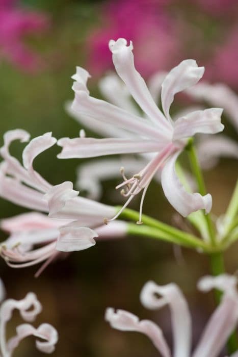 Bowden lily 'Stefanie'