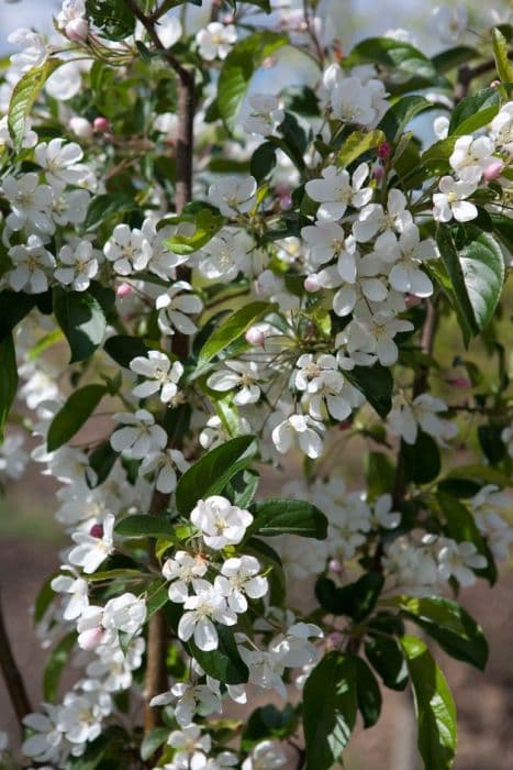 crab apple 'Comtesse de Paris'