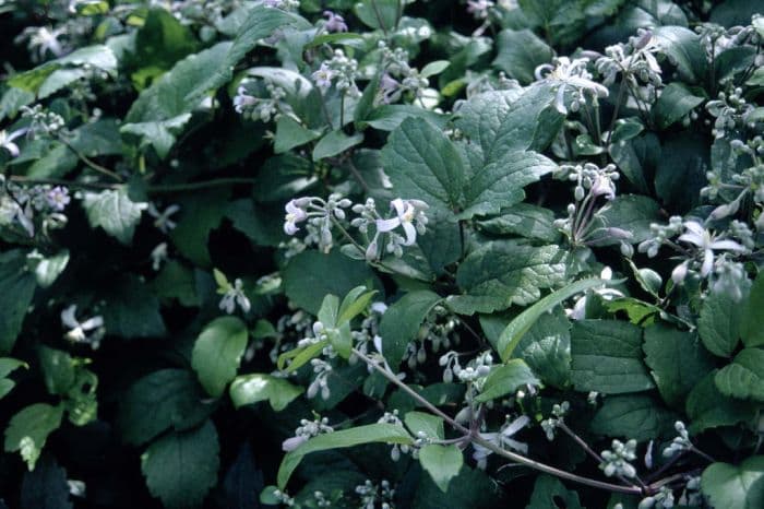 clematis 'Praecox'