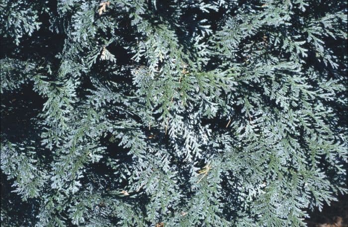 Lawson's cypress 'Pelt's Blue'