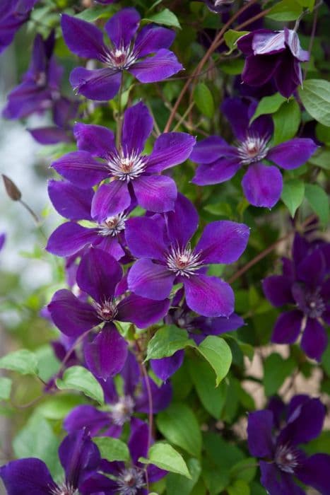 clematis 'Gipsy Queen'