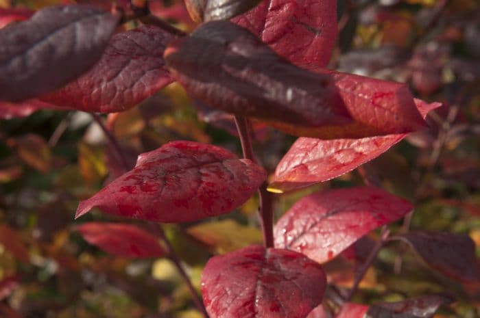 blueberry 'Patriot'