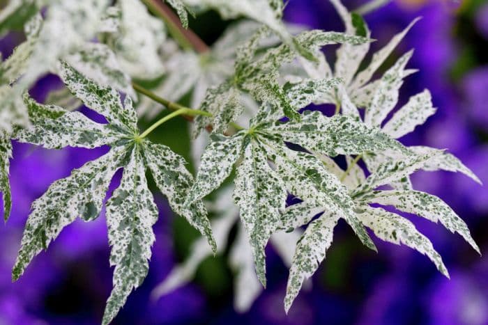 Japanese maple 'Uki-gumo'