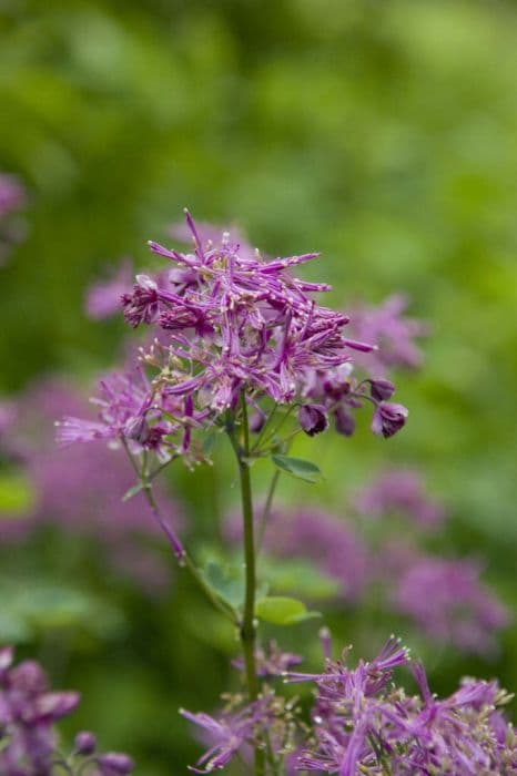 French meadow rue 'Thundercloud'