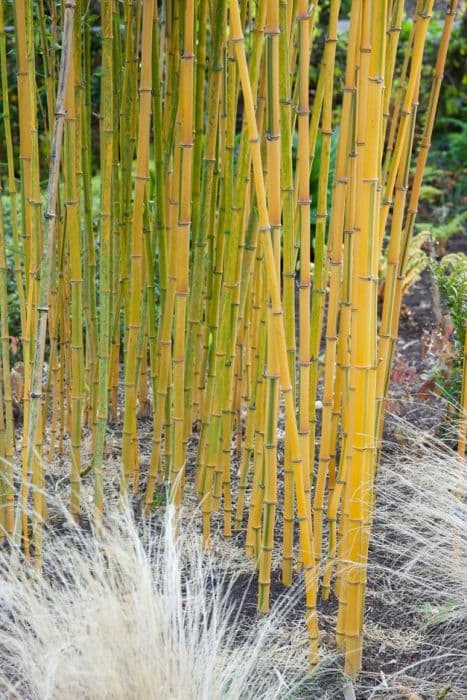 Showy yellow groove bamboo