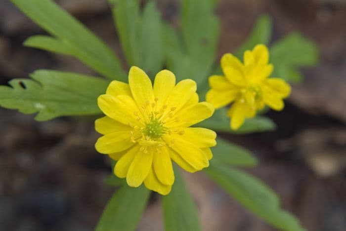 yellow anemone 'Pleniflora'