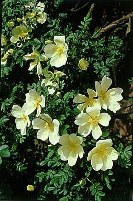 incense rose