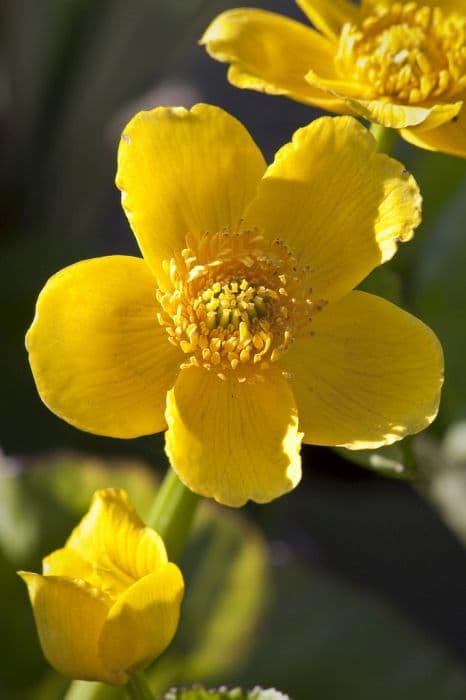 giant marsh marigold