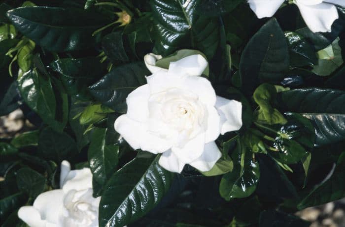 Cape jasmine