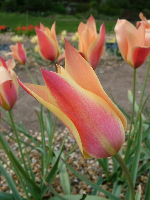 tulip 'Sheila'