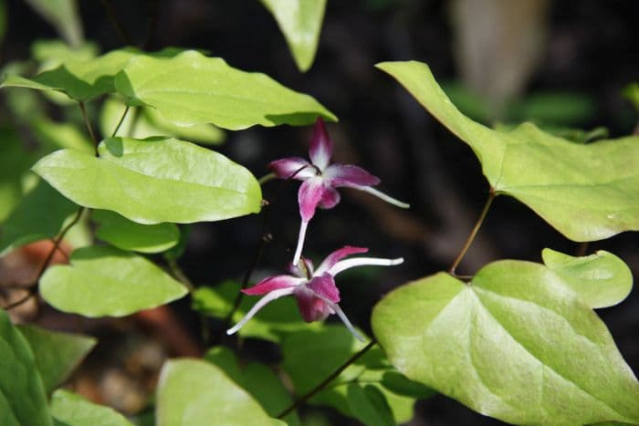 barrenwort 'Rubinkrone'