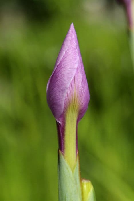 Siberian iris 'Pink Haze'