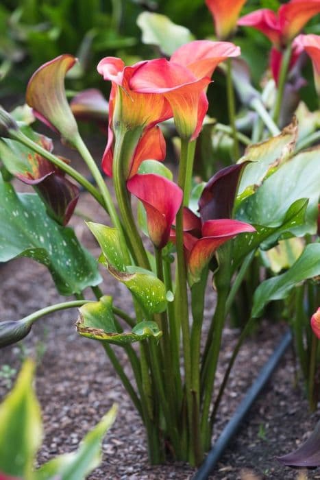 arum lily 'Red Alert'