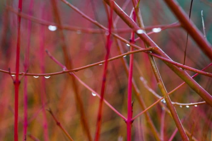 red-barked dogwood