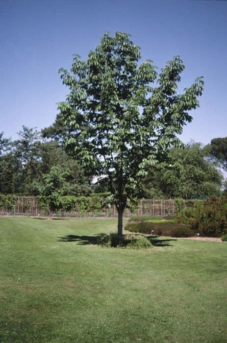 yellow buckeye