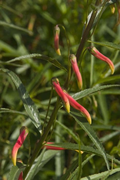 Sierra Madre lobelia