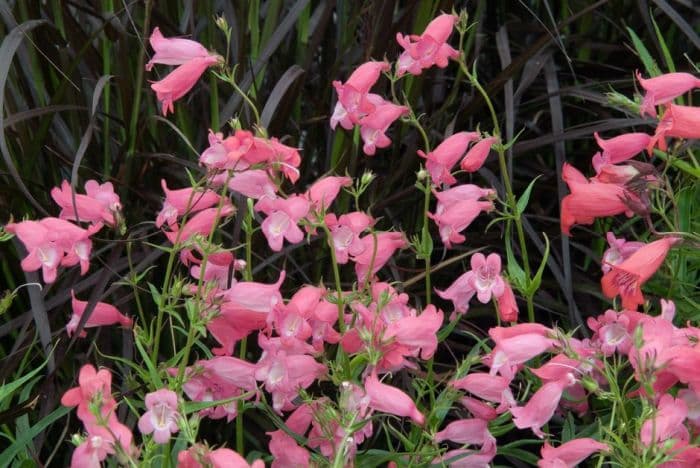 penstemon 'Music Maker'