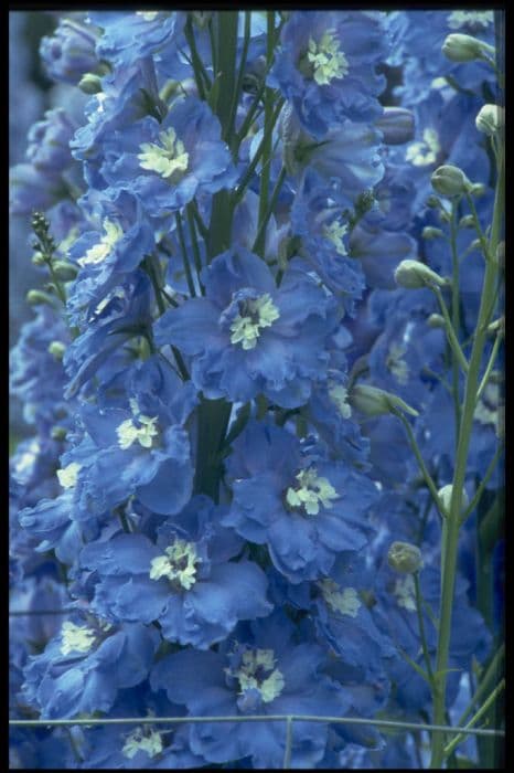 delphinium 'Loch Leven'