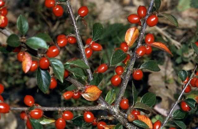 Himalyan cotoneaster