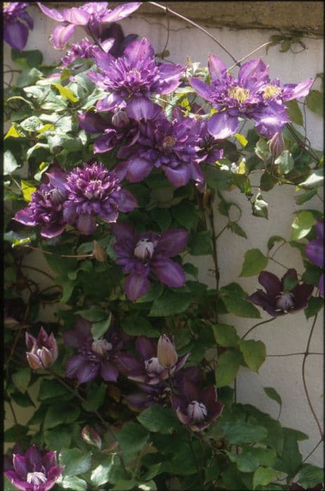 clematis 'Royalty'