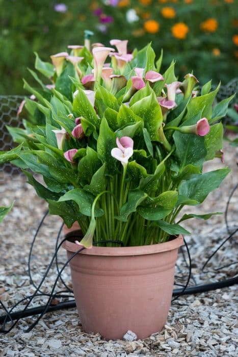 arum lily 'Captain Marrero'