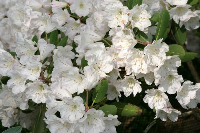 great white rhododendron