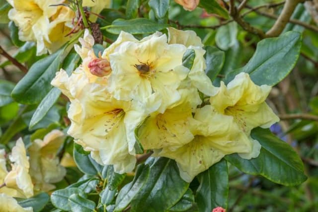 Rhododendron 'Golden Coach'