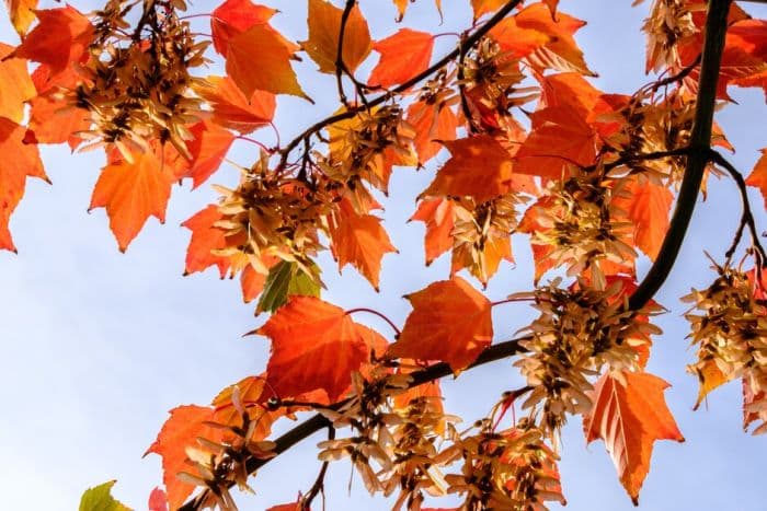 snake-bark maple