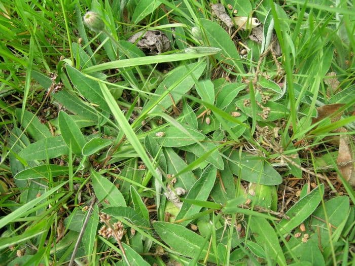 mouse-ear hawkweed