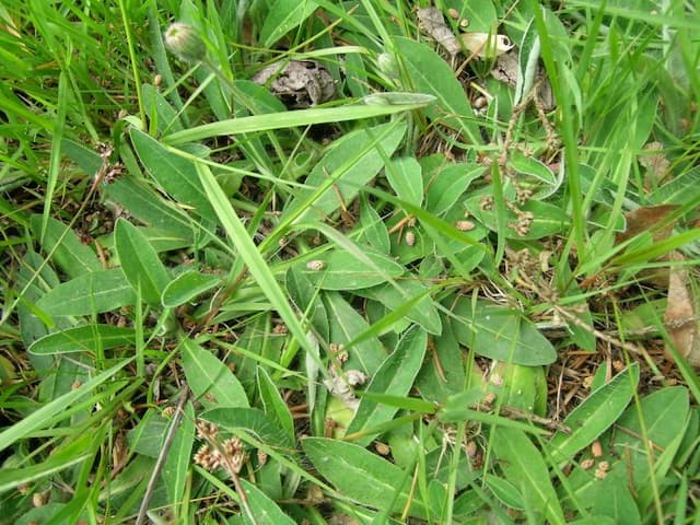 Mouse-ear hawkweed