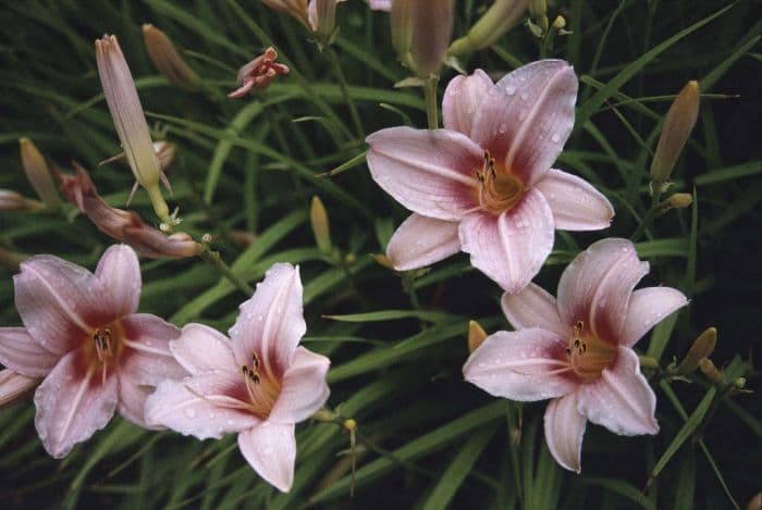 daylily 'Stoke Poges'