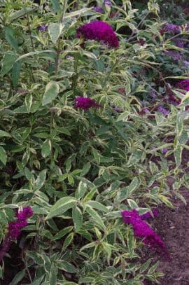 Butterfly bush