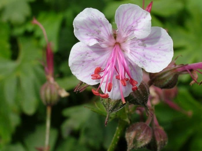 big-root cranesbill 'Lohfelden'