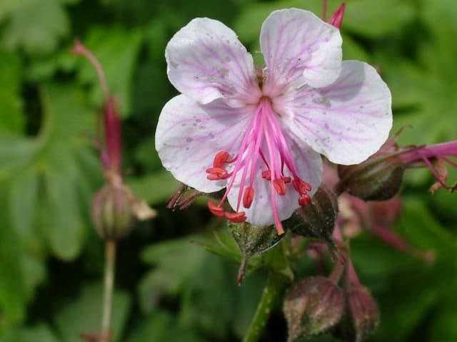 Big-root cranesbill 'Lohfelden'