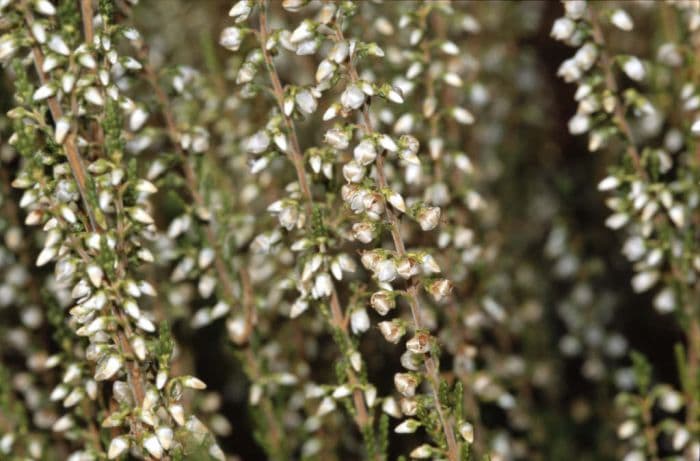 heather 'Mair's Variety'