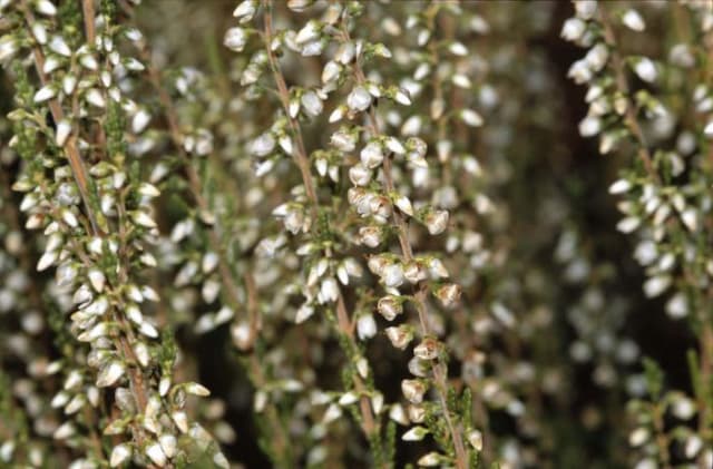 Heather 'Mair's Variety'