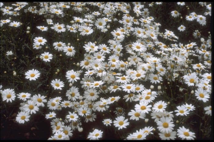 marguerite 'Donington Hero'