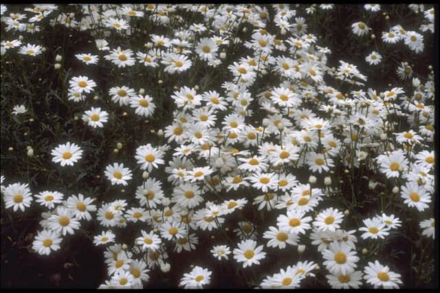 Marguerite 'Donington Hero'