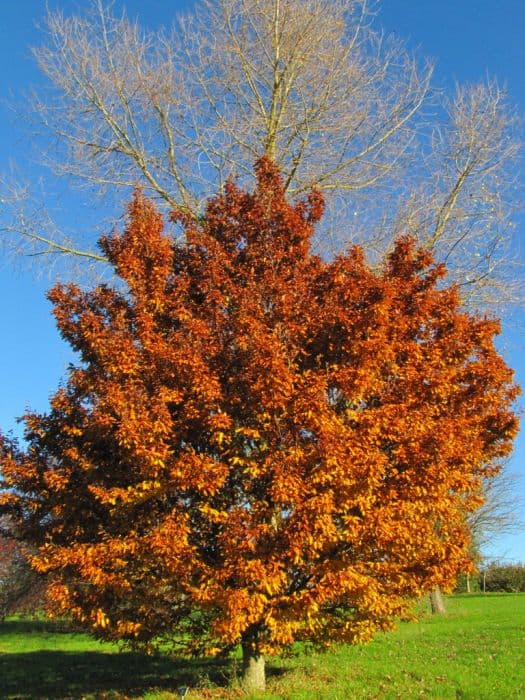 beech 'Rohanii'