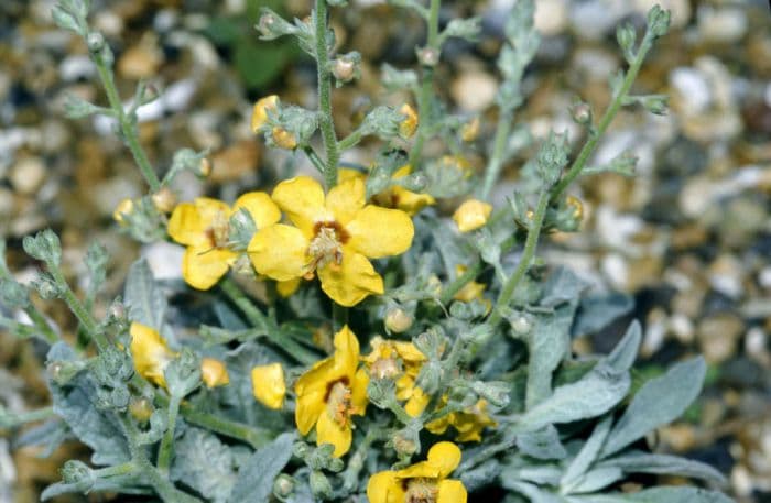 mullein 'Letitia'