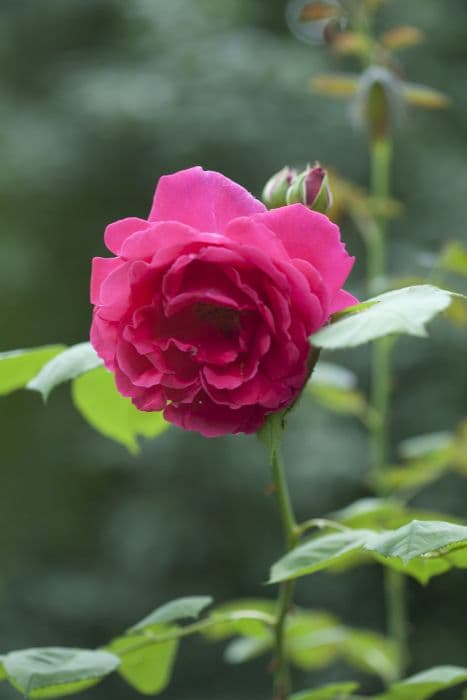 rose 'Hugh Dickson'