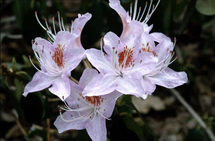 rhododendron 'Openwood'