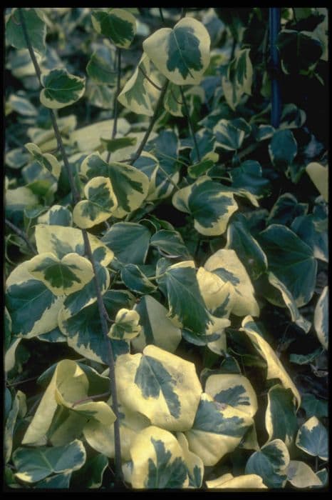 ivy 'Dentata Variegata'