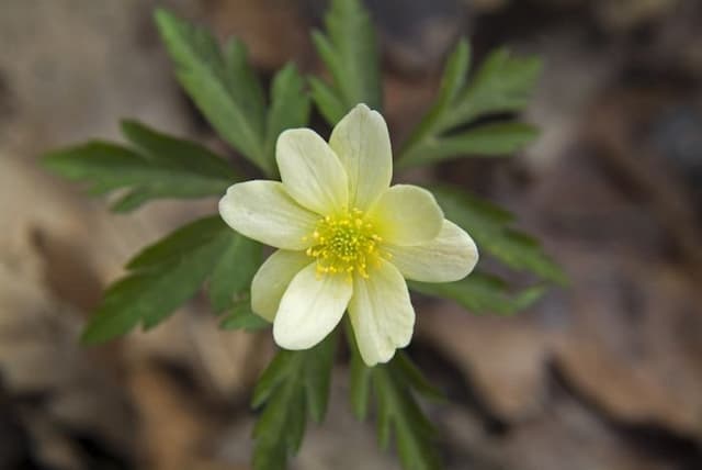 Yellow wood anemone