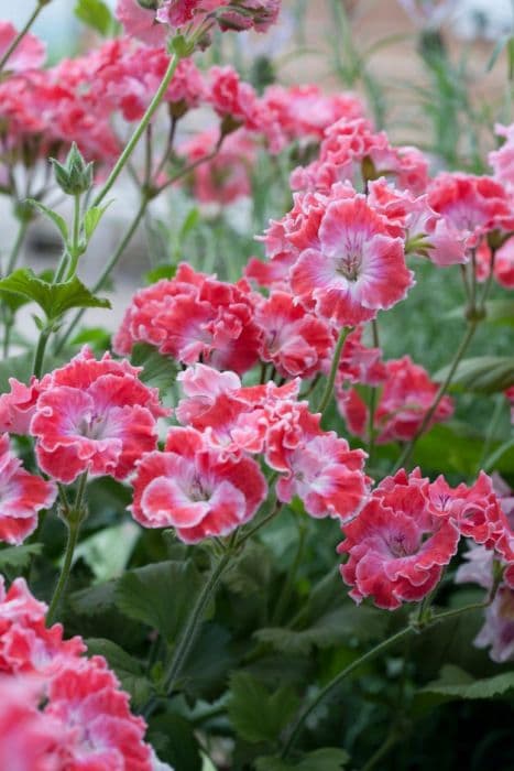 pelargonium 'Joy'